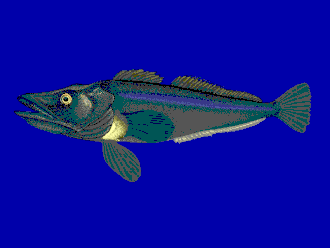 Pseudochaenichthys