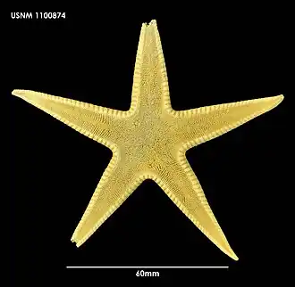 Psilaster acuminatus