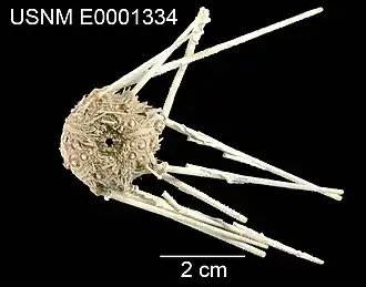 Psilocidaris echinulata