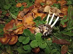 Het blauwwordend kaalkopje is niet eetbaar maar wordt door de hallucinogene eigenschappen toch geconsumeerd, waarbij het bundelmosklokje als dubbelganger per ongeluk kan worden ingenomen.