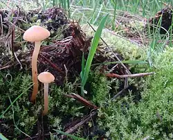 Bleke moeraszwavelkop (Psilocybe elongata)