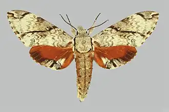 Psilogramma jordana