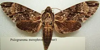 Psilogramma menephron