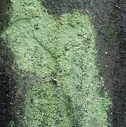 UV-mos (Psilolechia lucida)