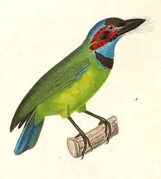 Zwartoorbaardvogel