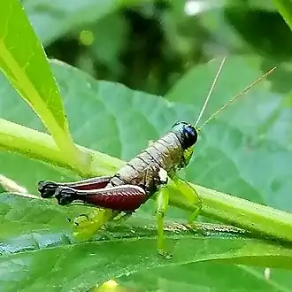 Psiloscirtus bolivianus
