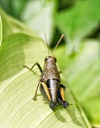 Psiloscirtus flavipes