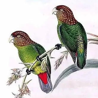 Kleine tijgerparkiet