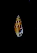 Psittacodrillia diversa