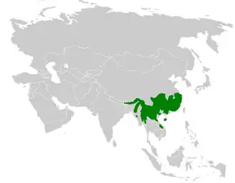 Grijskopdiksnavelmees