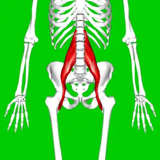 Musculus psoas major