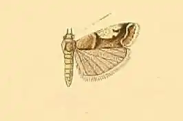 Psorosa tergestella