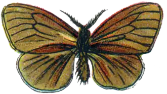 Kleine reuzenzakdrager