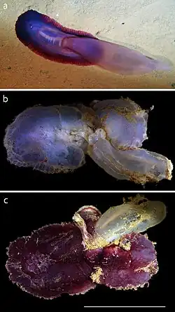 Psychropotes semperiana