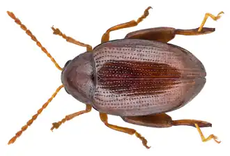 Psylliodes luteola