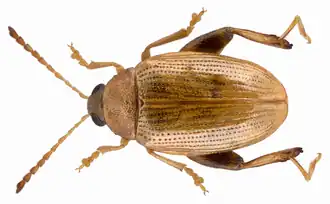 Psylliodes marcida