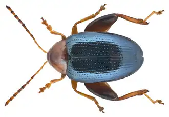 Psylliodes sophiae