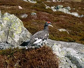 Lagopus muta millaisi, mannetje in zomerkleed op de Schotse berg Schiehallion