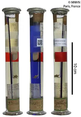 Pteraster caribbaeus
