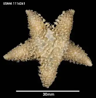 Pteraster gibber