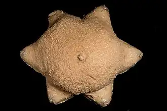 Pteraster obscurus