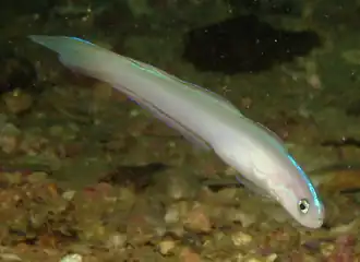 Ptereleotris randalli