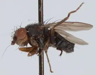 Pteremis fenestralis