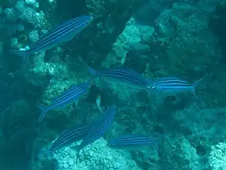 Pterocaesio trilineata