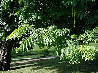 Pterocarya fraxinifolia