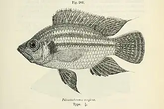 Pterochromis