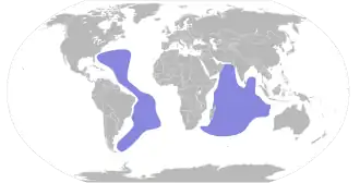 Arminjons stormvogel