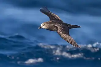 Grijsmaskerstormvogel