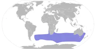 Langvleugelstormvogel