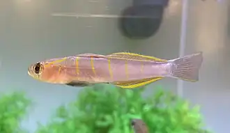 Pterogobius zonoleucus