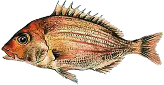 Pterogymnus