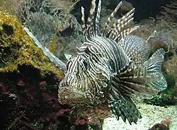 Koraalduivel in het aquarium