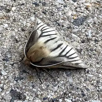 Pterolocera amplicornis