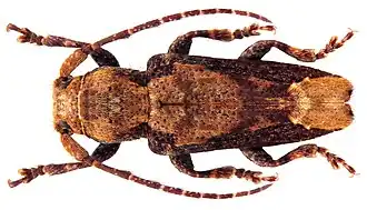 Pterolophia crassipes