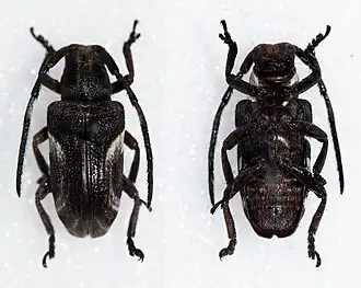 Pterolophia lateralis