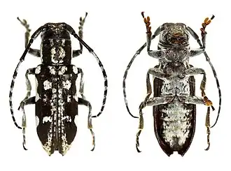 Pterolophia luctuosus