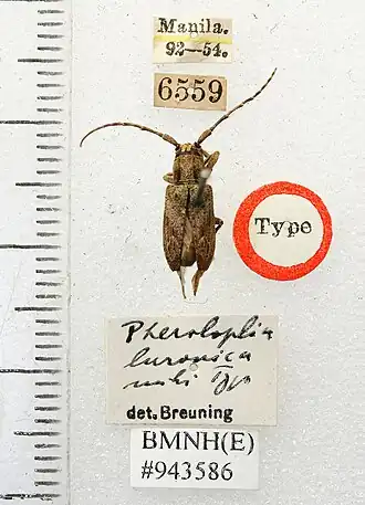 Pterolophia luzonica