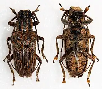 Pterolophia vitticollis