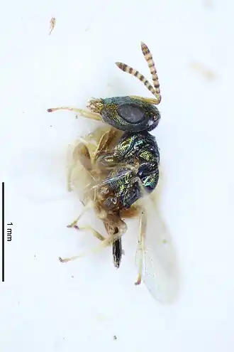 Pteromalus platyphilus