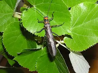 Pteronarcys pictetii