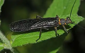 Pteronarcys princeps