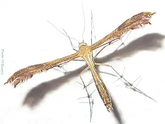 Stenodacma wahlbergi