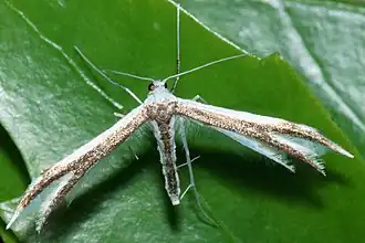 Pterophorus furcatalis