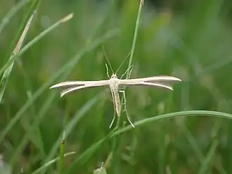 Pterophorus innotatalis