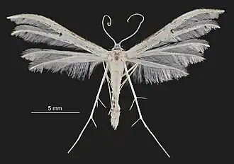 Pterophorus monospilalis
