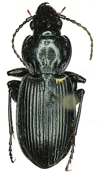 Pterostichus acutidens
